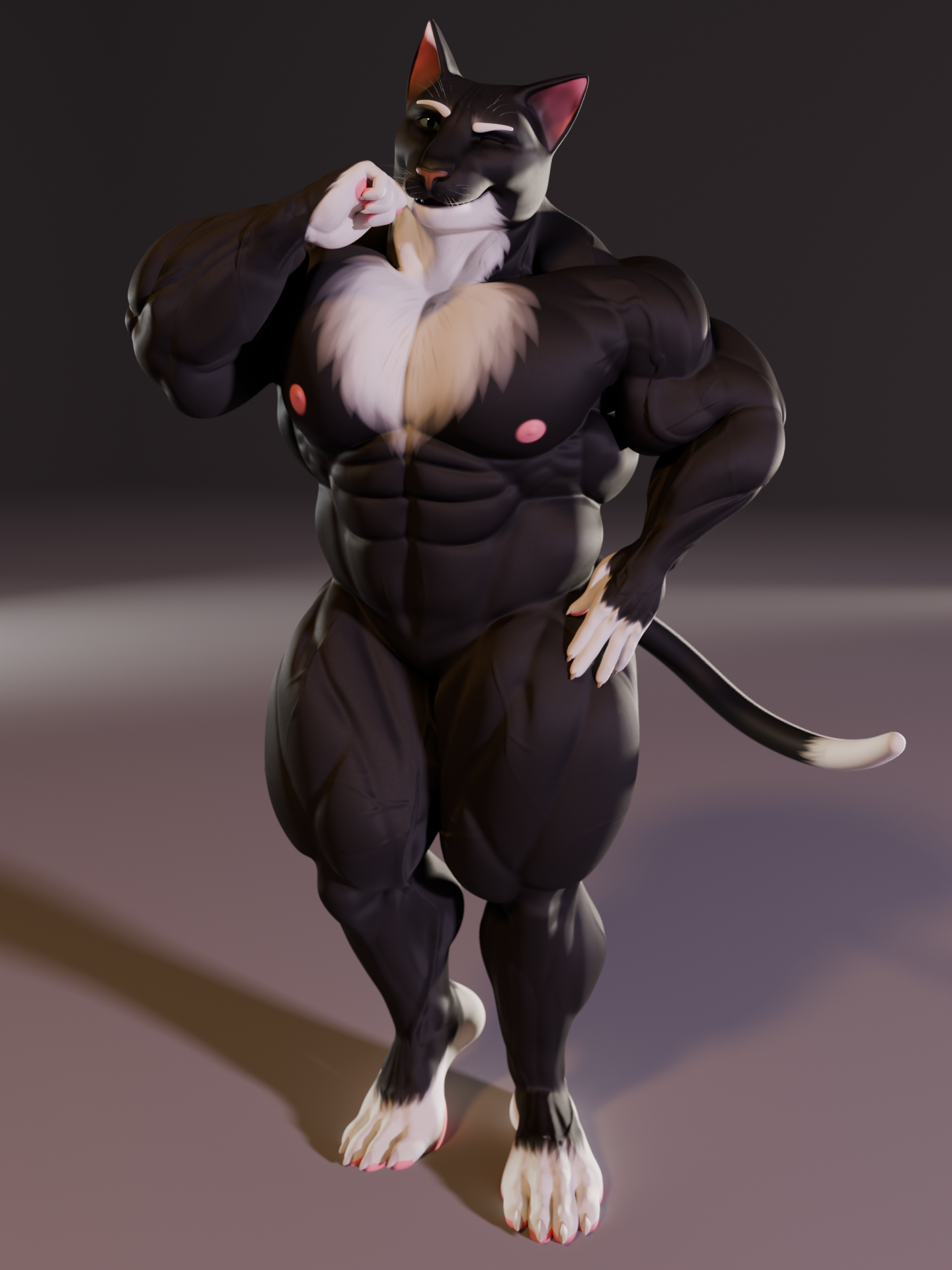 Mr. Cat – Tuxedo Cat